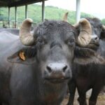 Murrah_buffalo