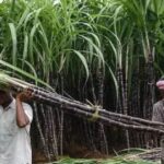 good-news-for-sugarcane-farmers-2025-11-894e1dbf67abf980a96004e8906aa50a-16×9