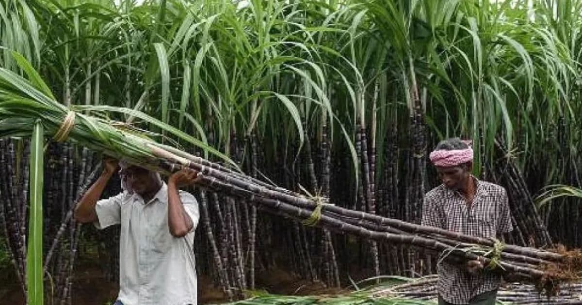 good-news-for-sugarcane-farmers-2025-11-894e1dbf67abf980a96004e8906aa50a-16×9