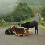 Anjarle_Bridge_and_Cows