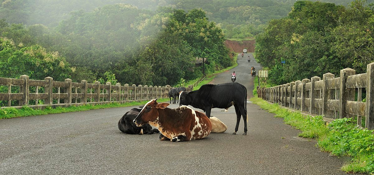 Anjarle_Bridge_and_Cows