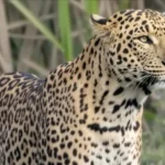 leopard-1787492690854