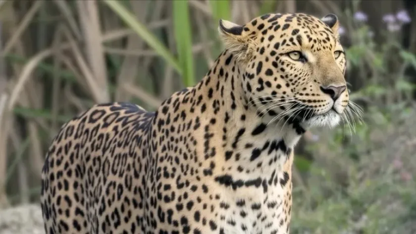 leopard-1787492690854