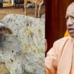 lumpy-virus-uttar-pradesh