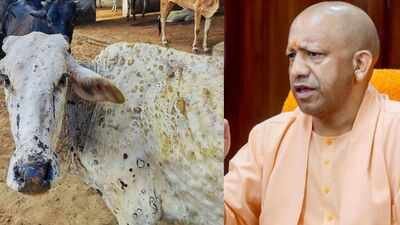 lumpy-virus-uttar-pradesh
